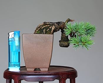 Amazon.co.jp: 吾妻五葉松『宝来』ミニ盆栽 【泰寿園 Online】 : DIY Amazon.co.jp: 吾妻五葉松『宝来』ミニ盆栽 【泰寿園 Online】 : DIY